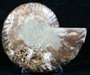 Beautiful Split Ammonite (Half) #5506-1